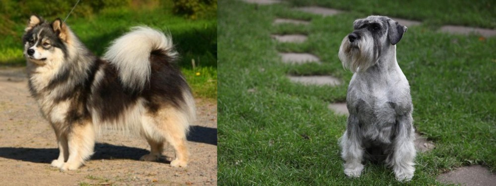 Standard Schnauzer vs Finnish Lapphund - Breed Comparison