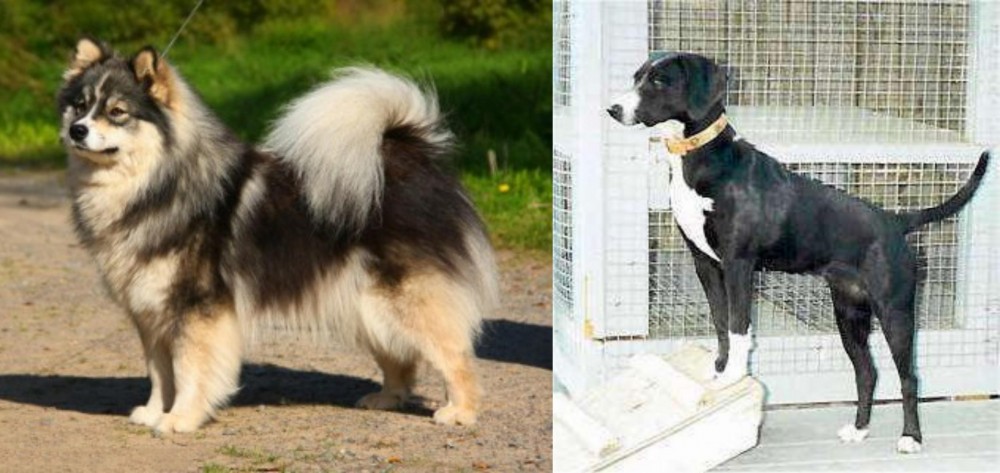 Stephens Stock vs Finnish Lapphund - Breed Comparison