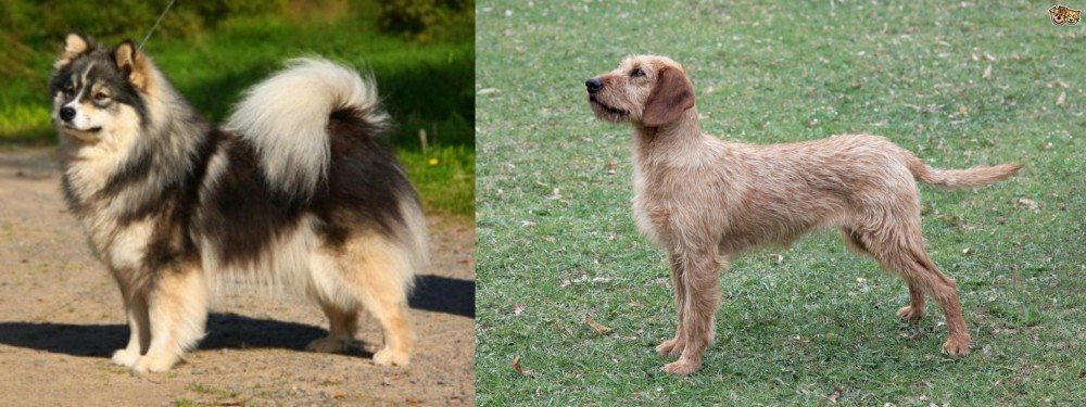 Styrian Coarse Haired Hound vs Finnish Lapphund - Breed Comparison