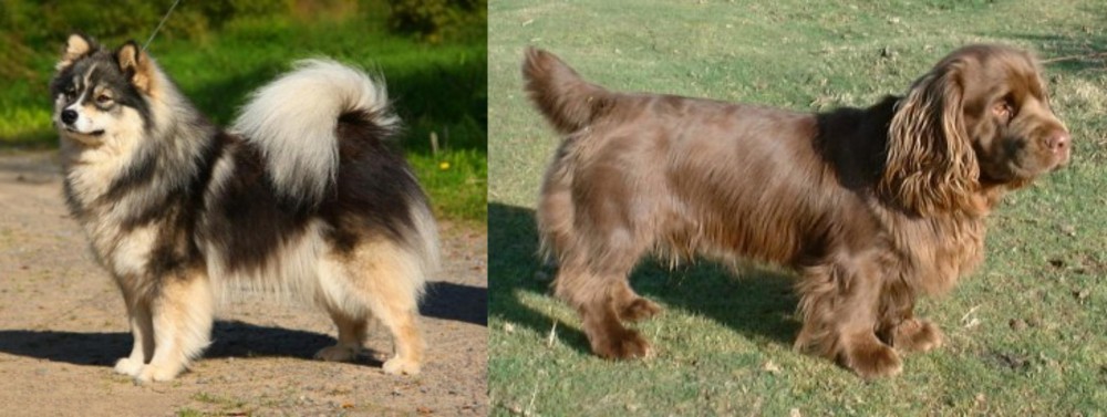 Sussex Spaniel vs Finnish Lapphund - Breed Comparison