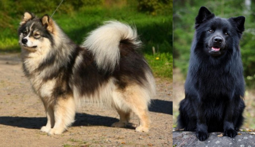 Swedish Lapphund vs Finnish Lapphund - Breed Comparison