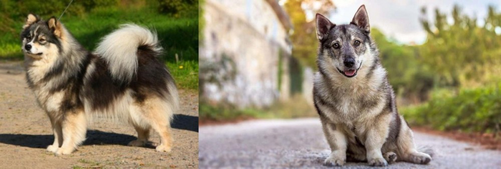 Swedish Vallhund vs Finnish Lapphund - Breed Comparison