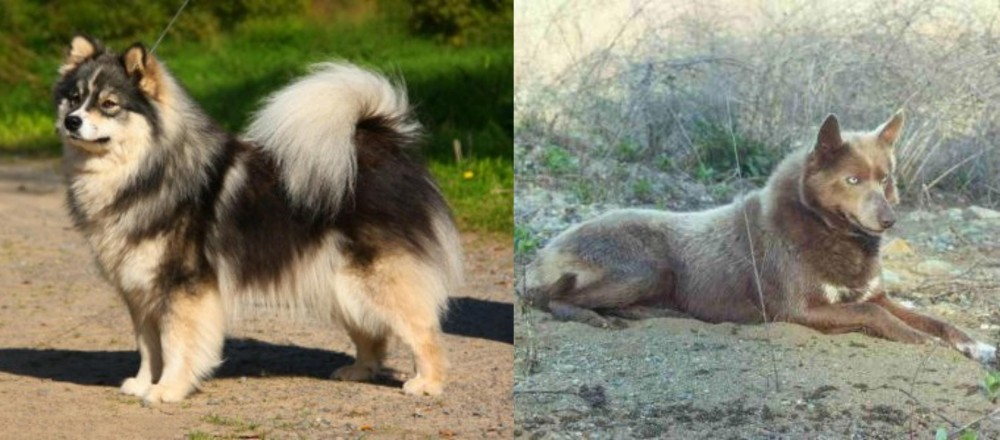 Tahltan Bear Dog vs Finnish Lapphund - Breed Comparison