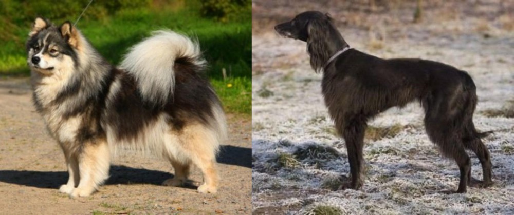 Taigan vs Finnish Lapphund - Breed Comparison