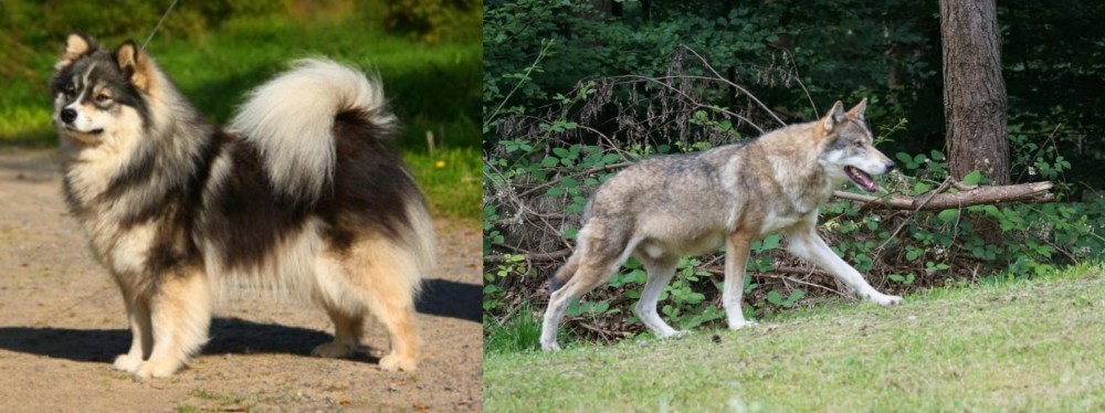 Tamaskan vs Finnish Lapphund - Breed Comparison