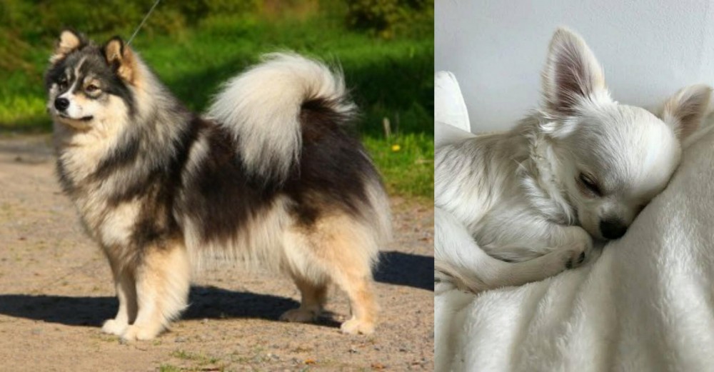 Tea Cup Chihuahua vs Finnish Lapphund - Breed Comparison