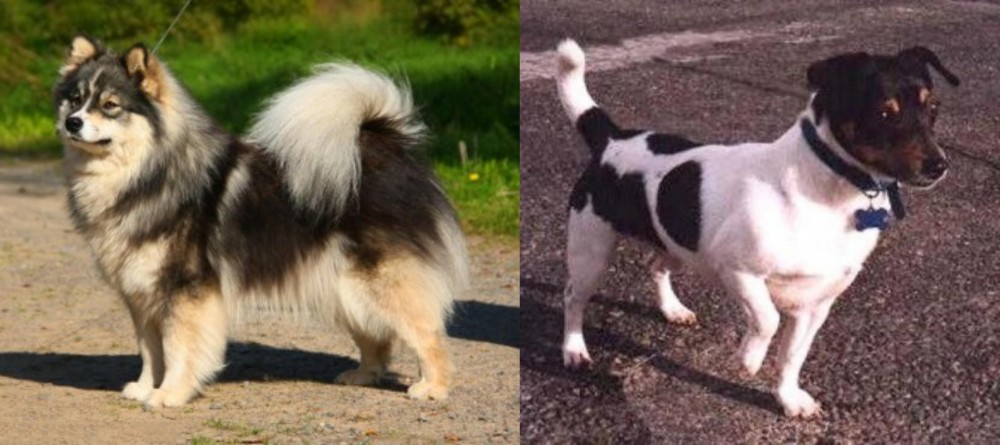 Teddy Roosevelt Terrier vs Finnish Lapphund - Breed Comparison