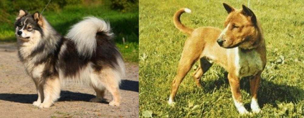Telomian vs Finnish Lapphund - Breed Comparison