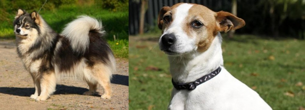 Tenterfield Terrier vs Finnish Lapphund - Breed Comparison
