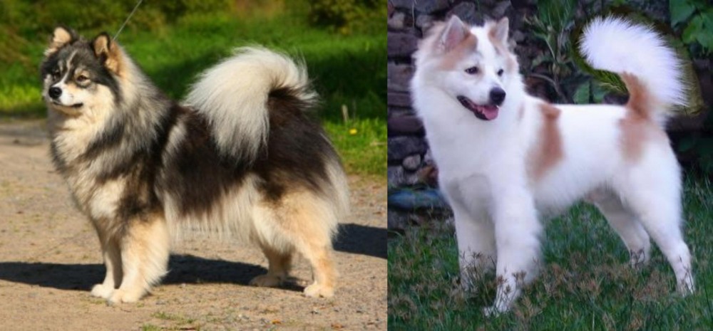 Thai Bangkaew vs Finnish Lapphund - Breed Comparison