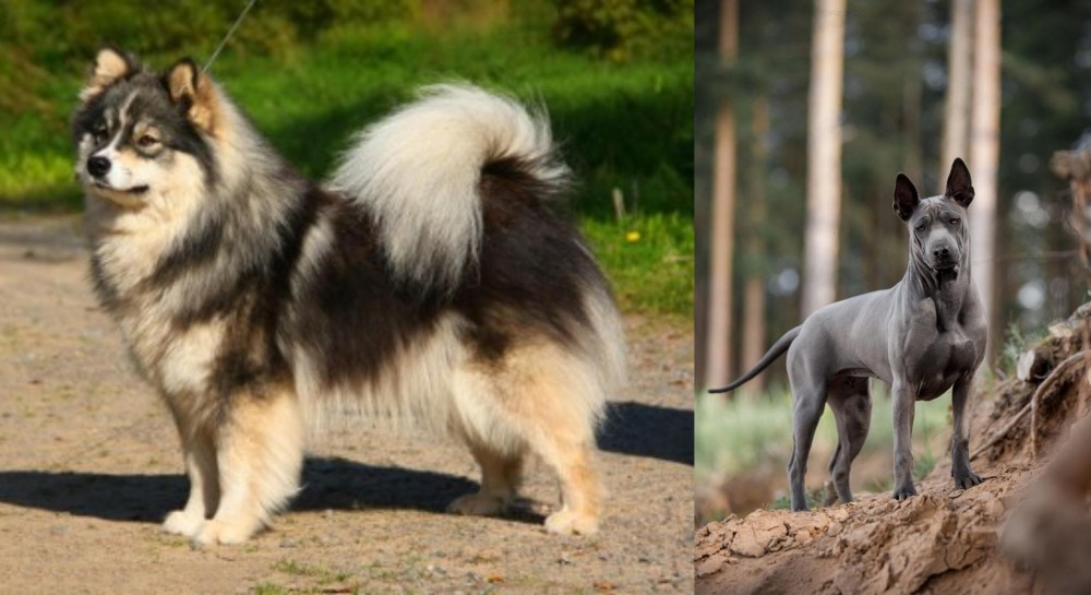 Thai Ridgeback vs Finnish Lapphund - Breed Comparison