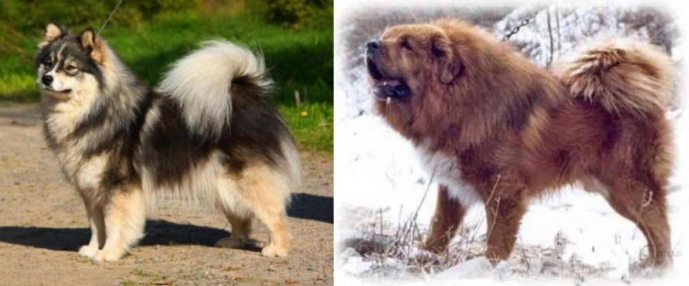 Tibetan Kyi Apso vs Finnish Lapphund - Breed Comparison