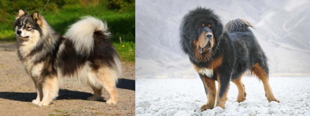Tibetan Mastiff vs Finnish Lapphund - Breed Comparison