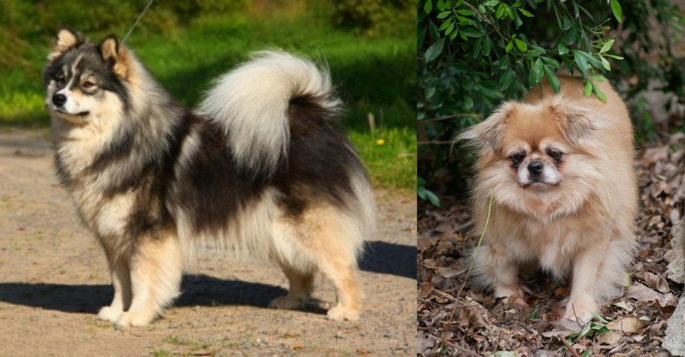 Tibetan Spaniel vs Finnish Lapphund - Breed Comparison