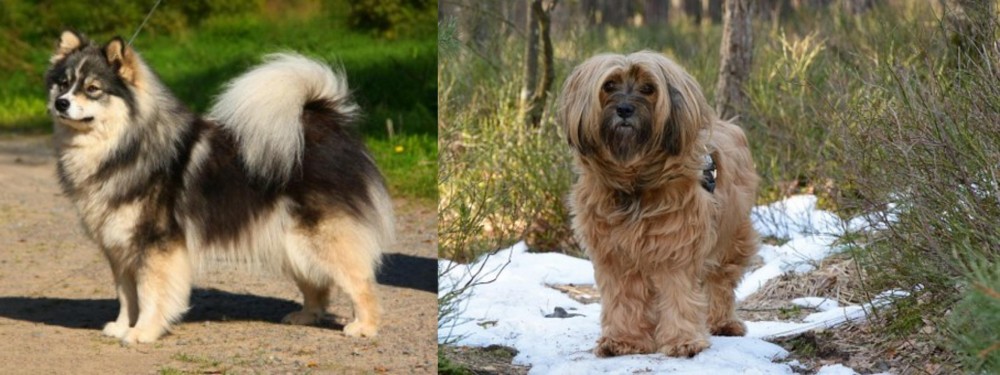Tibetan Terrier vs Finnish Lapphund - Breed Comparison