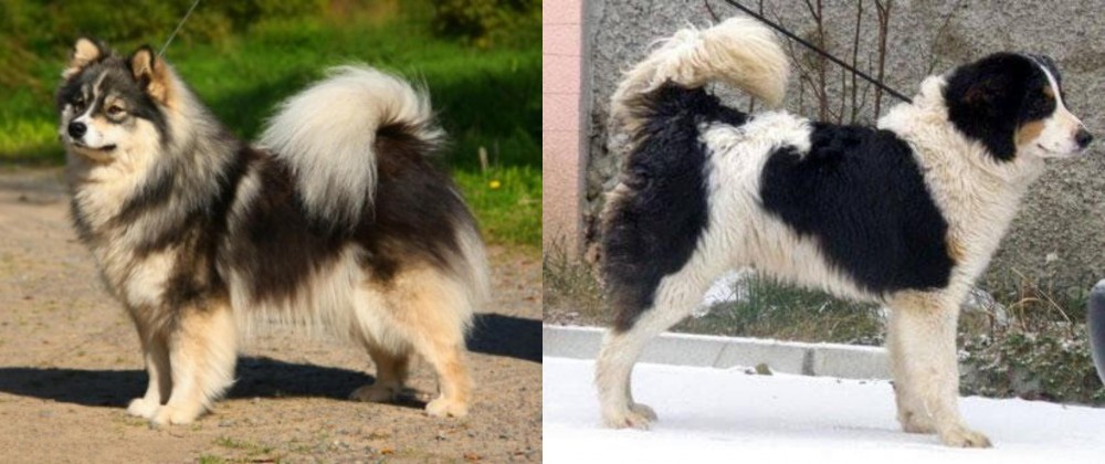 Tornjak vs Finnish Lapphund - Breed Comparison