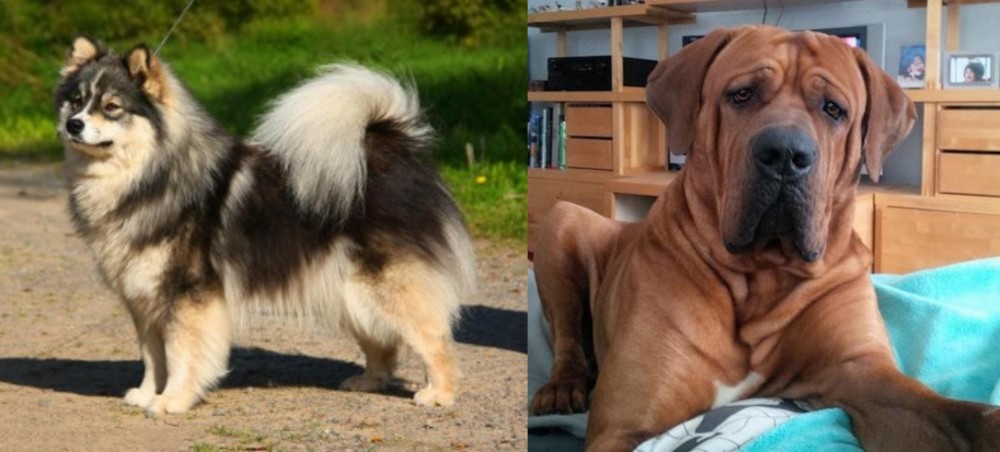 Tosa vs Finnish Lapphund - Breed Comparison