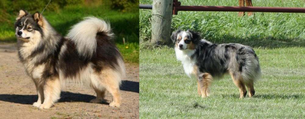 Toy Australian Shepherd vs Finnish Lapphund - Breed Comparison