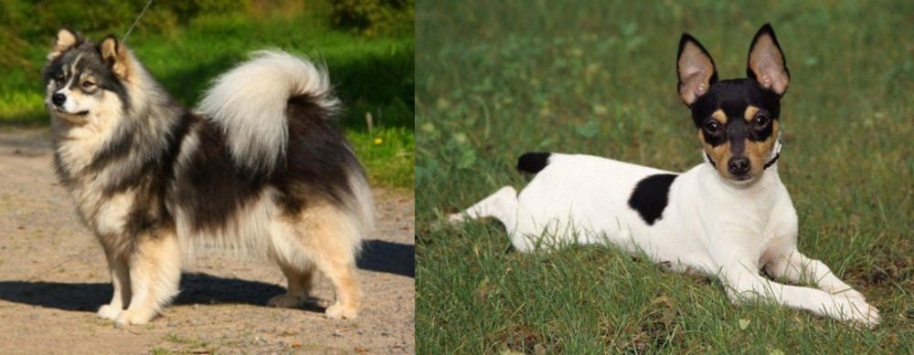 Toy Fox Terrier vs Finnish Lapphund - Breed Comparison