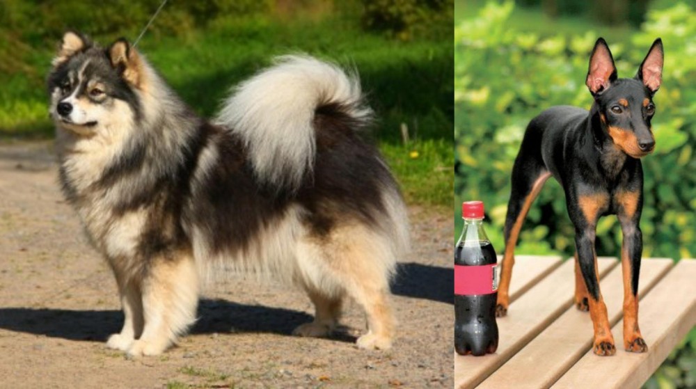 Toy Manchester Terrier vs Finnish Lapphund - Breed Comparison