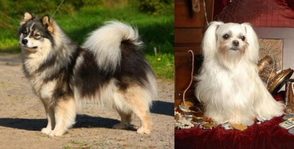 Toy Mi-Ki vs Finnish Lapphund - Breed Comparison