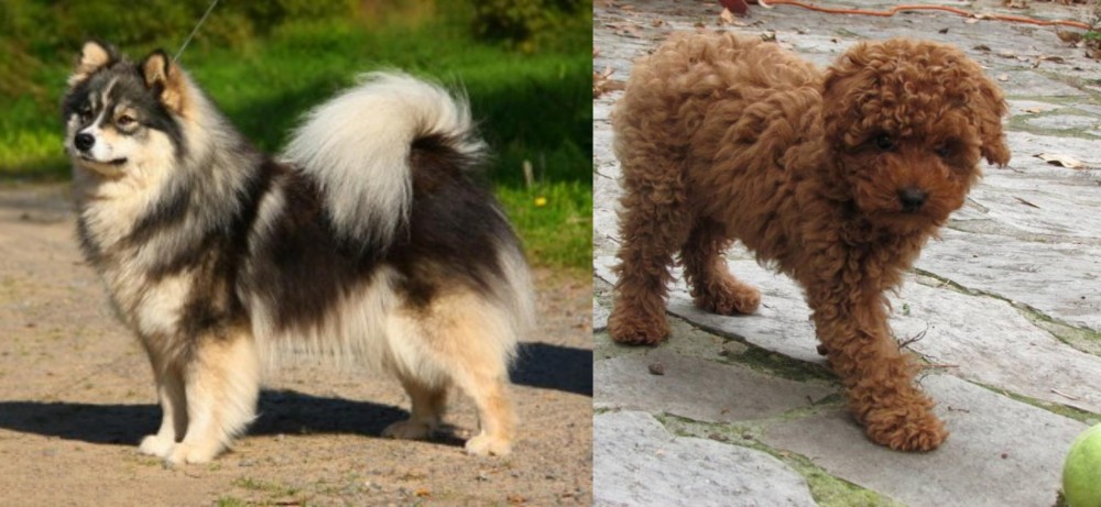 Toy Poodle vs Finnish Lapphund - Breed Comparison