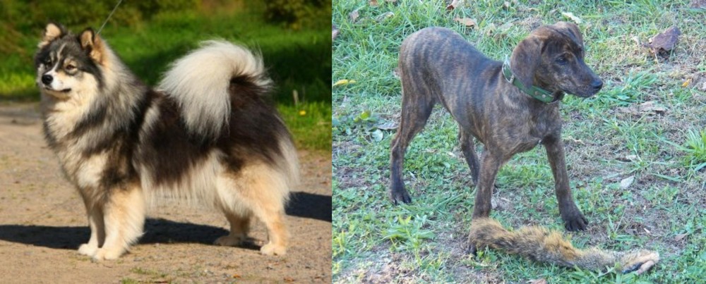 Treeing Cur vs Finnish Lapphund - Breed Comparison