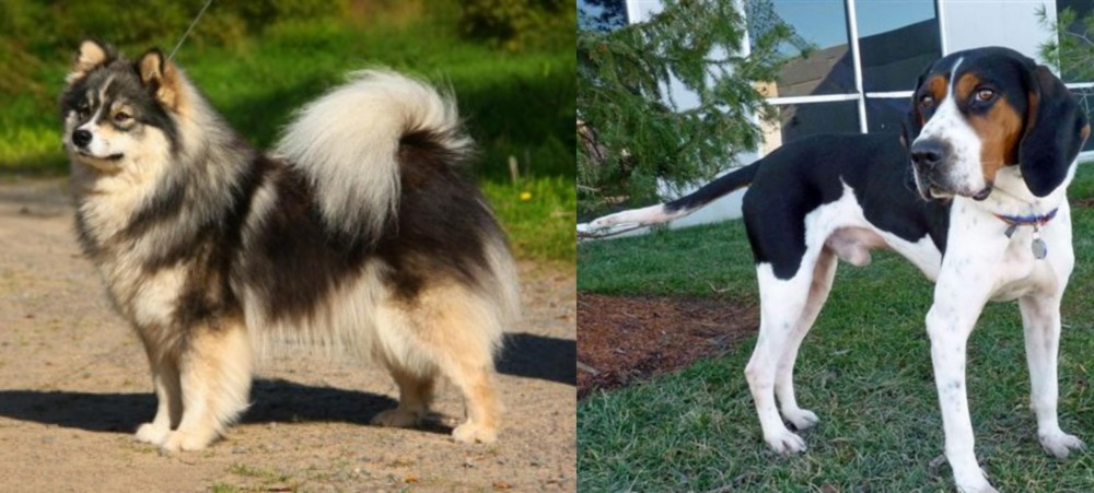 Treeing Walker Coonhound vs Finnish Lapphund - Breed Comparison