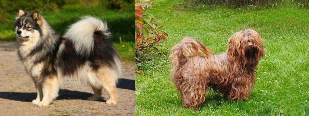 Tsvetnaya Bolonka vs Finnish Lapphund - Breed Comparison