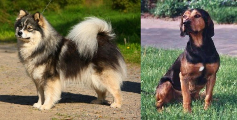 Tyrolean Hound vs Finnish Lapphund - Breed Comparison