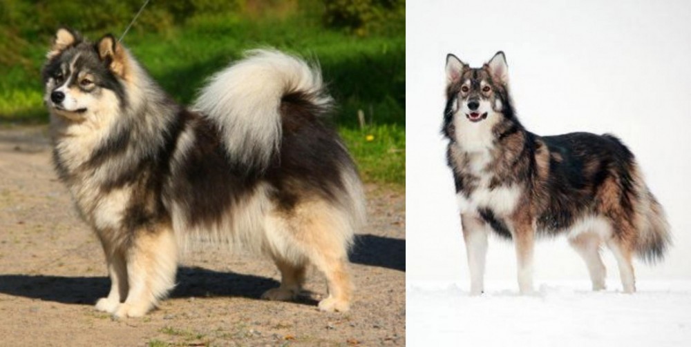 Utonagan vs Finnish Lapphund - Breed Comparison