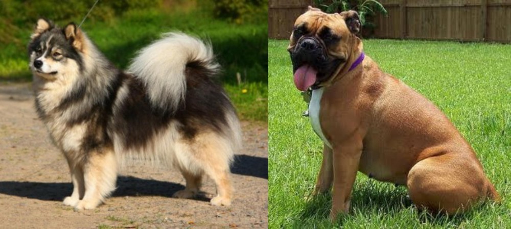 Valley Bulldog vs Finnish Lapphund - Breed Comparison