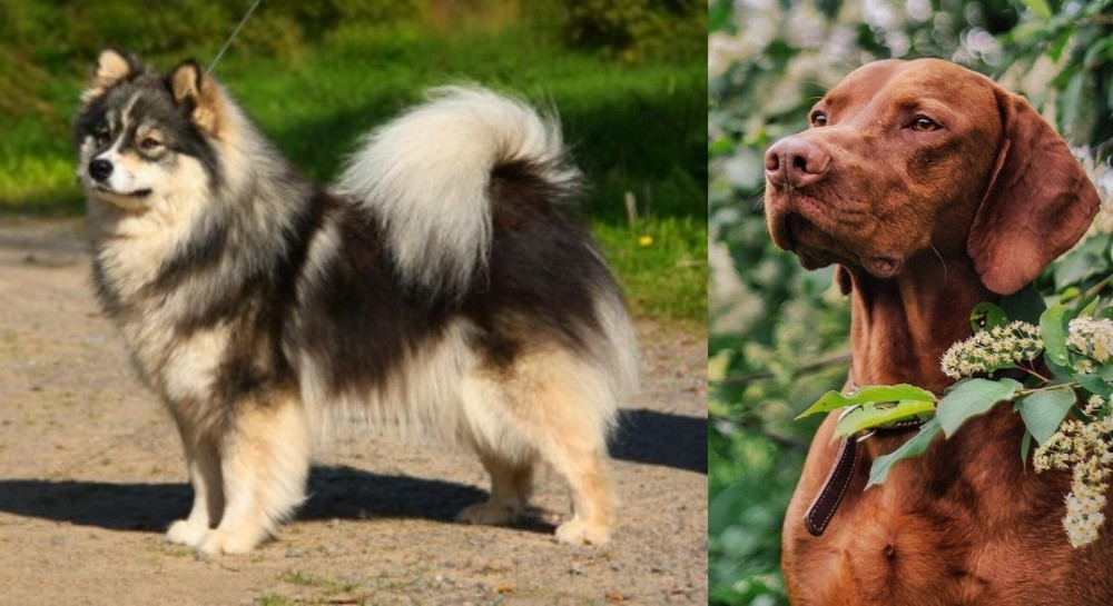Vizsla vs Finnish Lapphund - Breed Comparison