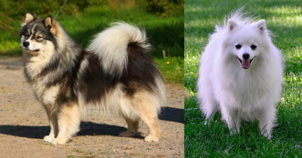 Volpino Italiano vs Finnish Lapphund - Breed Comparison