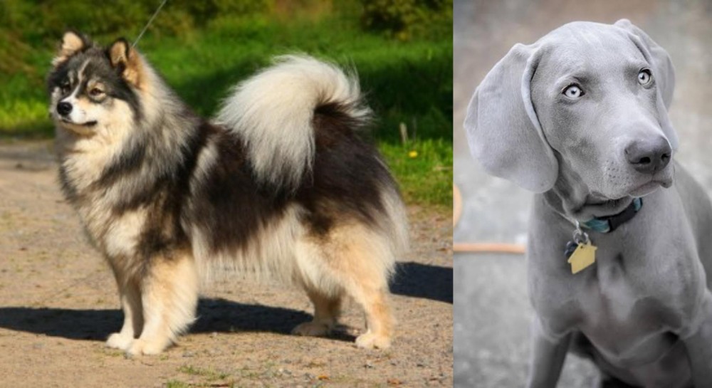 Weimaraner vs Finnish Lapphund - Breed Comparison
