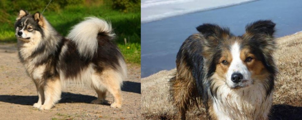 Welsh Sheepdog vs Finnish Lapphund - Breed Comparison