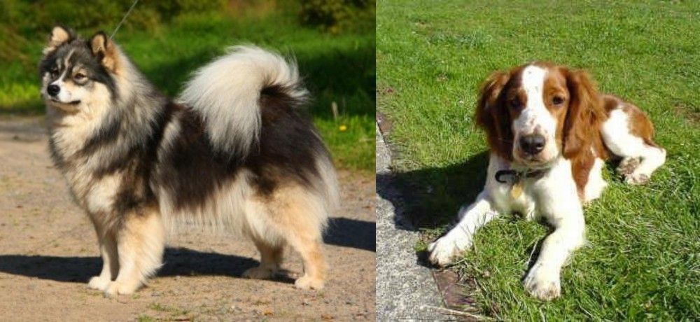 Welsh Springer Spaniel vs Finnish Lapphund - Breed Comparison