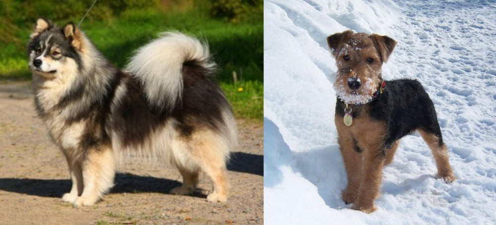 Welsh Terrier vs Finnish Lapphund - Breed Comparison