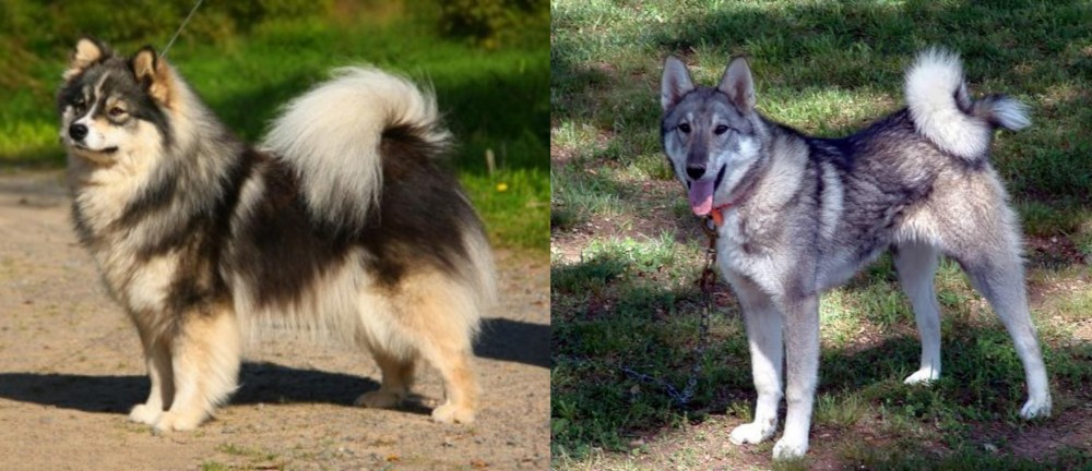 West Siberian Laika vs Finnish Lapphund - Breed Comparison