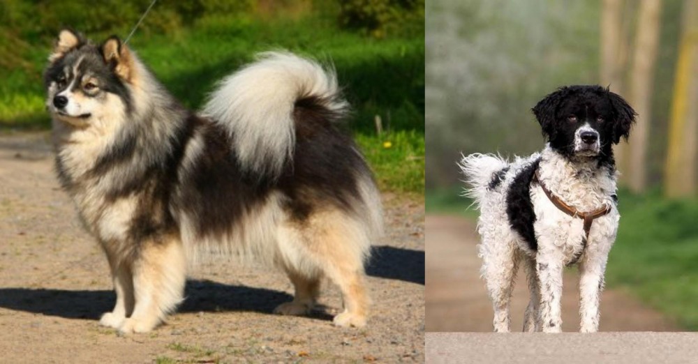 Wetterhoun vs Finnish Lapphund - Breed Comparison