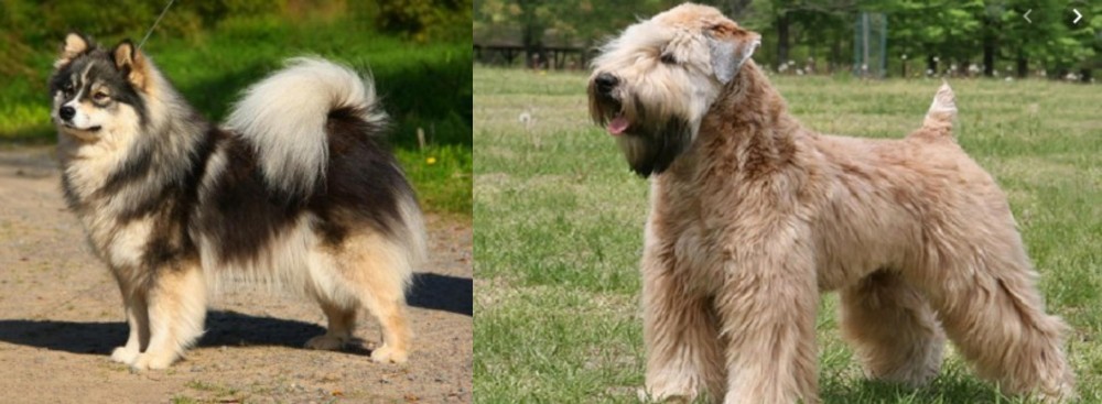 Wheaten Terrier vs Finnish Lapphund - Breed Comparison