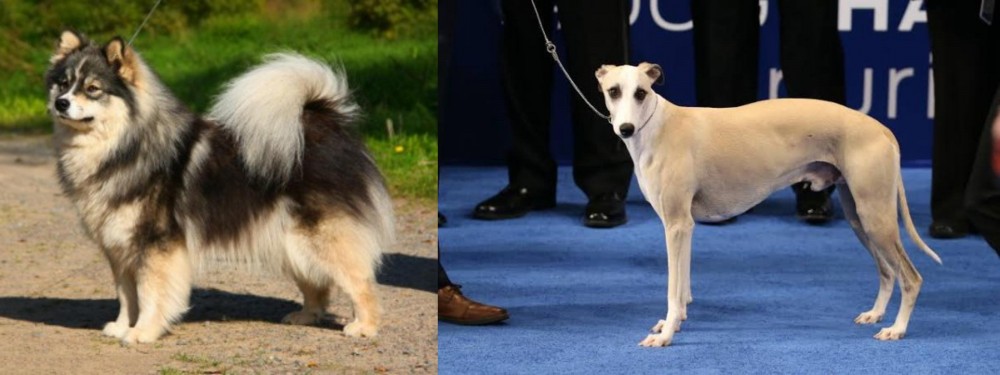 Whippet vs Finnish Lapphund - Breed Comparison