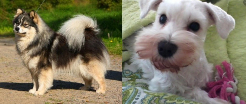 White Schnauzer vs Finnish Lapphund - Breed Comparison