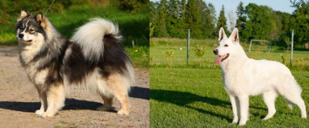 White Shepherd vs Finnish Lapphund - Breed Comparison
