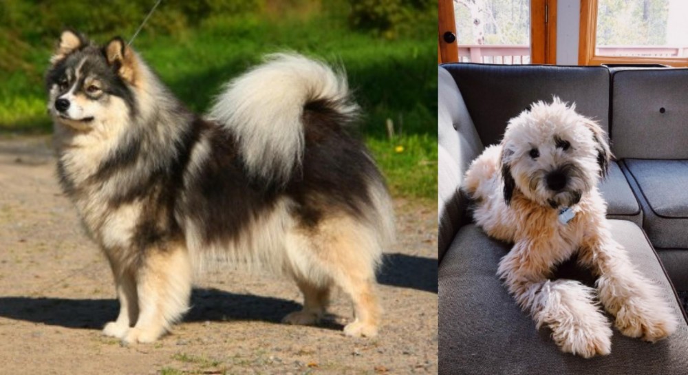 Whoodles vs Finnish Lapphund - Breed Comparison