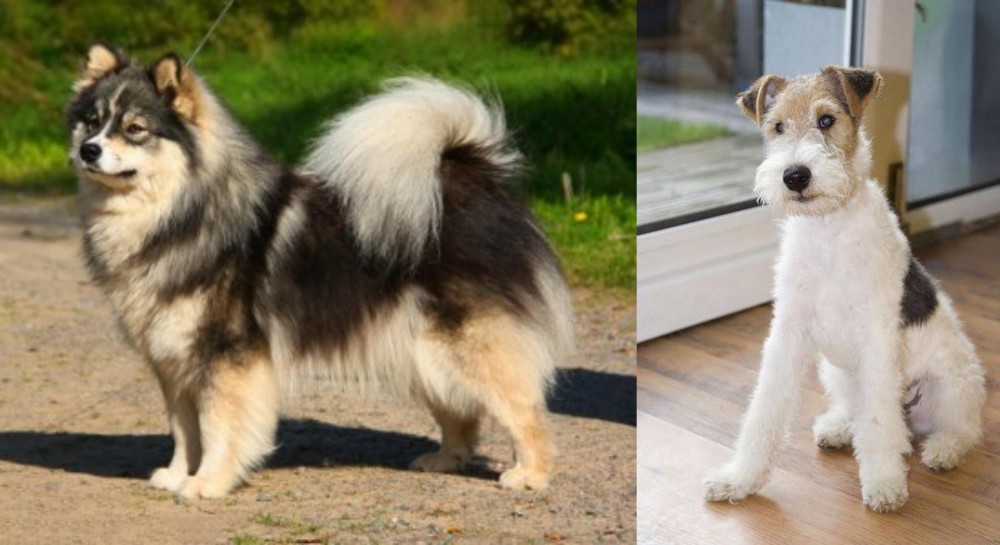 Wire Fox Terrier vs Finnish Lapphund - Breed Comparison