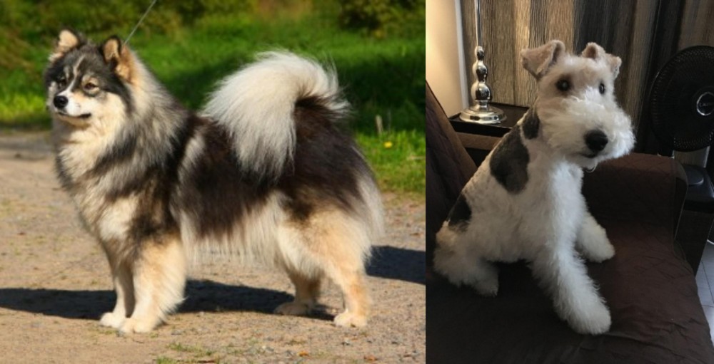 Wire Haired Fox Terrier vs Finnish Lapphund - Breed Comparison