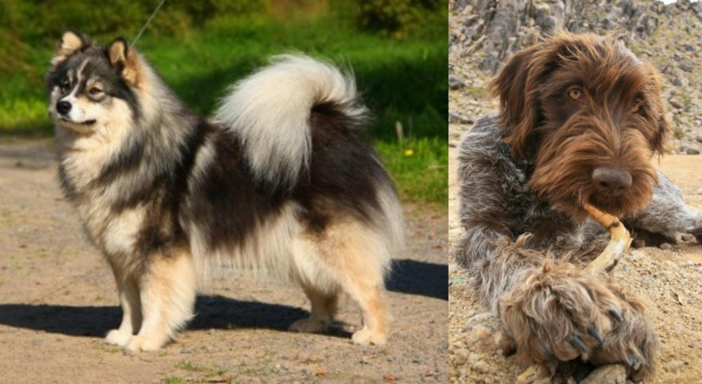 Wirehaired Pointing Griffon vs Finnish Lapphund - Breed Comparison