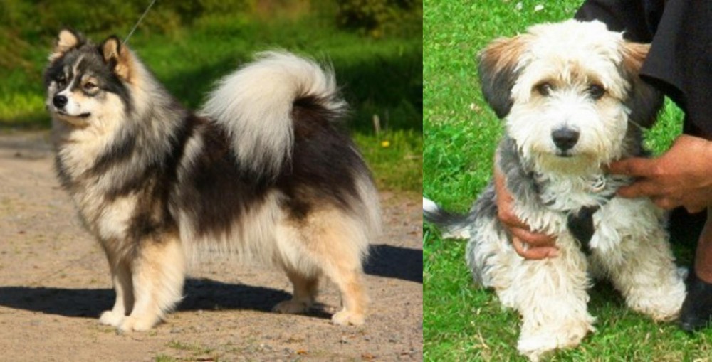 Yo-Chon vs Finnish Lapphund - Breed Comparison