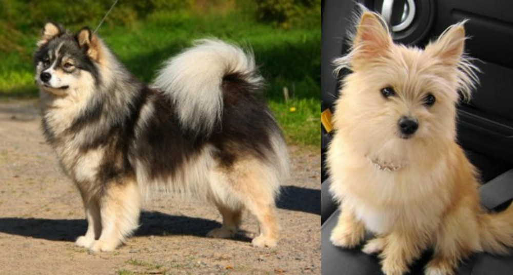 Yoranian vs Finnish Lapphund - Breed Comparison